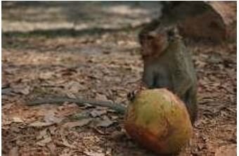 monkey-2
